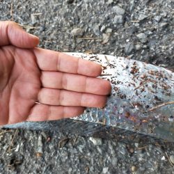 濁り潮の夕マヅメ