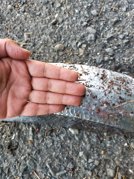 濁り潮の夕マヅメ