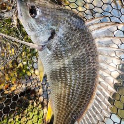 ツ抜け市内チニング