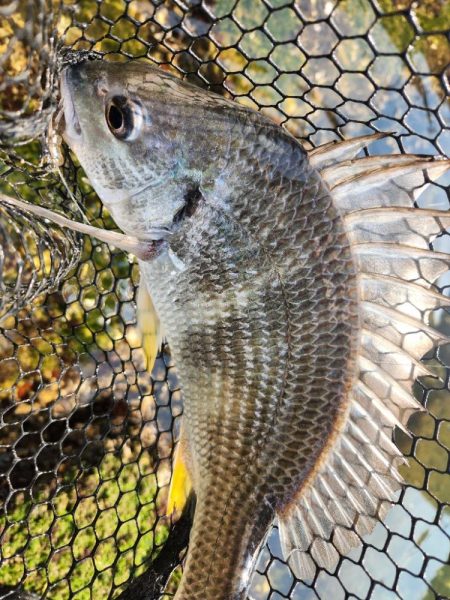 ツ抜け市内チニング