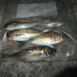 久々のアジング