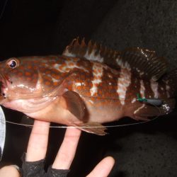 かなり減ったかな