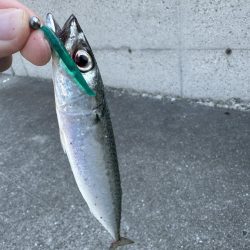 アジングでゴマサバ