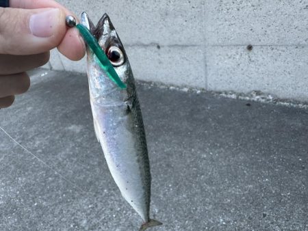 アジングでゴマサバ