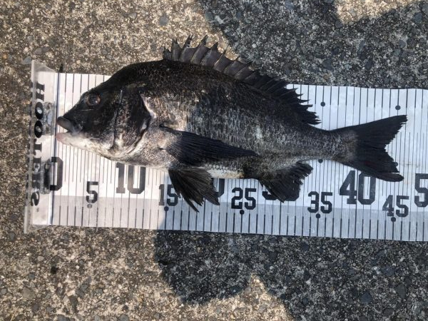 イチノ兄弟、釣果！