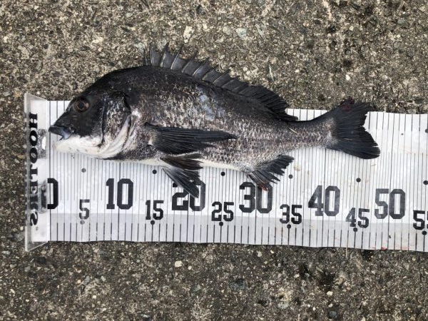 イチノ兄弟、釣果！