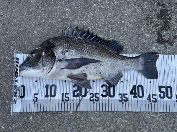 イチノ兄弟、釣果！