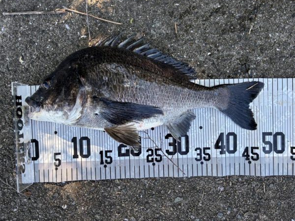 イチノ兄弟、釣果!