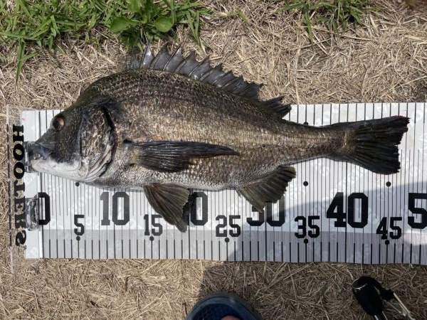 イチノ兄弟、釣果!