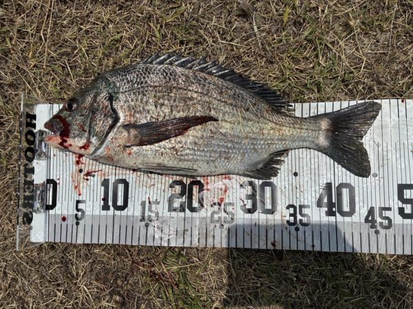 イチノ兄弟、釣果!