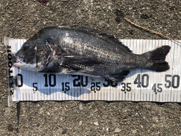 イチノ兄弟、釣果！