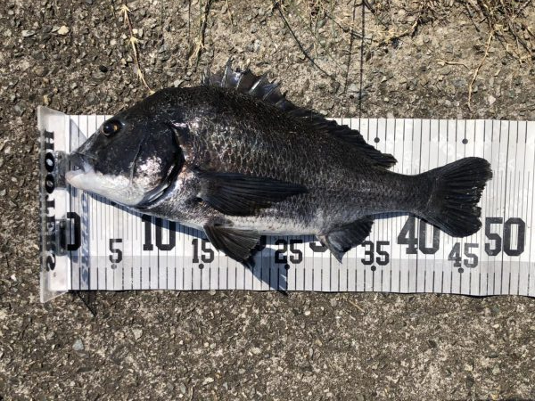 イチノ兄弟、釣果!