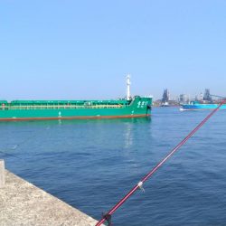 播磨新島のキス調査9