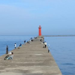 播磨新島のキス調査