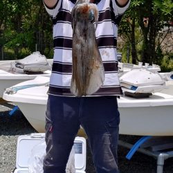 アオリ時々ほぼチビガシラ