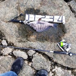 ようやく釣れた。