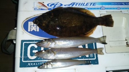 播磨新島のキス調査