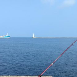 播磨新島のキス調査