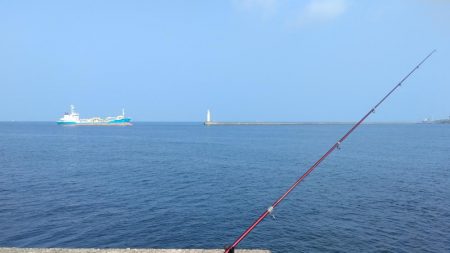 播磨新島のキス調査