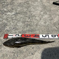 計画休暇2日目 宮津マゴチ祭り