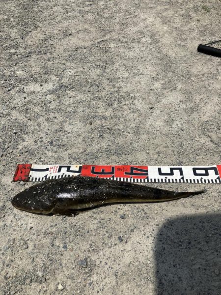 計画休暇2日目 宮津マゴチ祭り