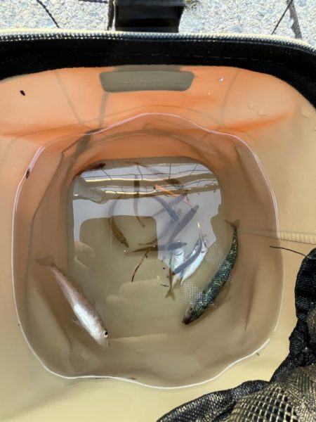 豆　まめ　マメ