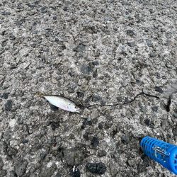 サビキ五目釣り