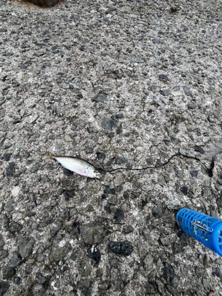 サビキ五目釣り