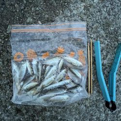 豆アジ回遊あり