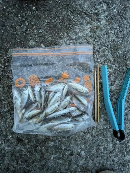 豆アジ回遊あり