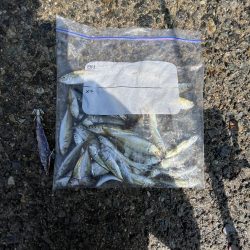 豆アジ回遊中！！