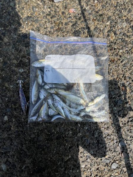 豆アジ回遊中！！