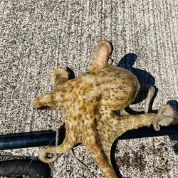 五目釣り 最後は珍客