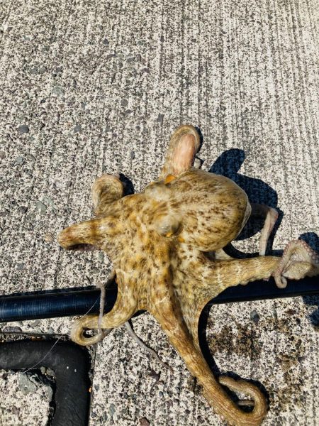 五目釣り 最後は珍客