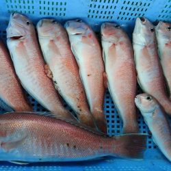 泉州丸　釣果
