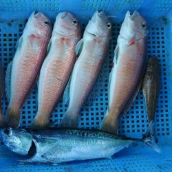 泉州丸　釣果