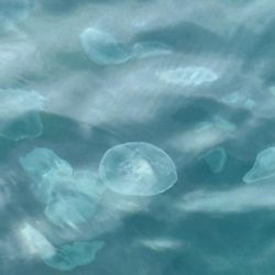 ロックフィッシュと戯れて