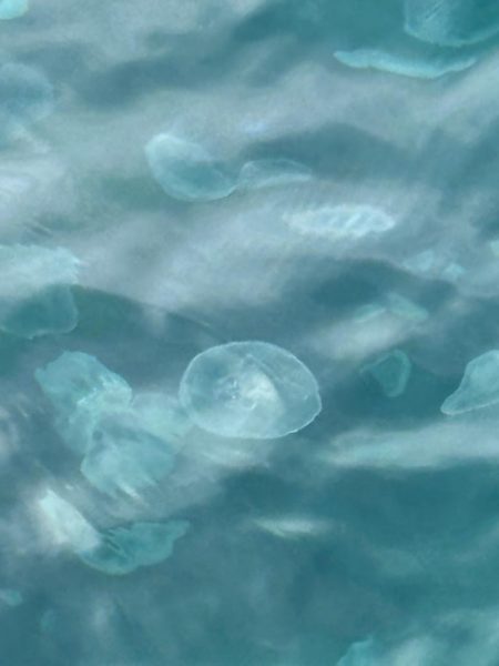 ロックフィッシュと戯れて