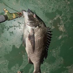 前日に続いてのバチシーバス