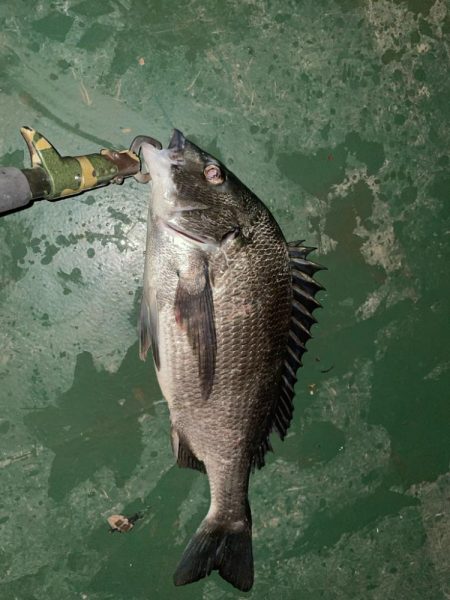 前日に続いてのバチシーバス