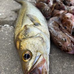 ロックフィッシング　楽しめました