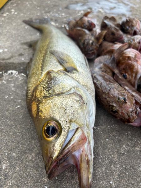 ロックフィッシング　楽しめました