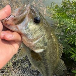 淀川モンスター！