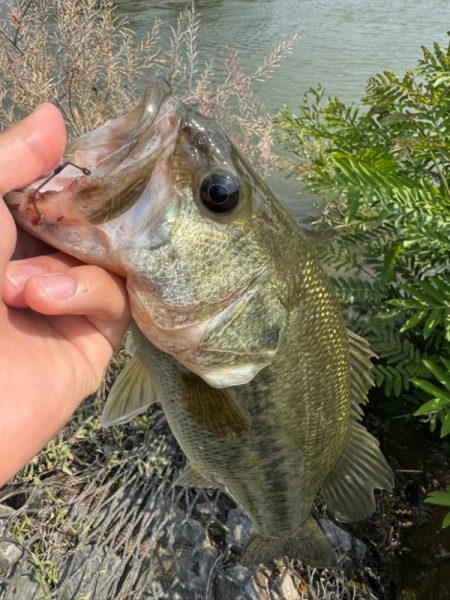 淀川モンスター！