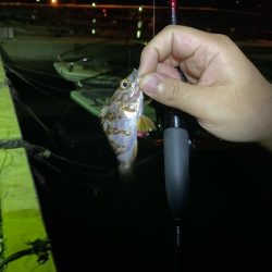 メバリング&エギング