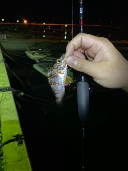 メバリング&エギング