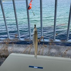 元気で綺麗なキス釣れてます