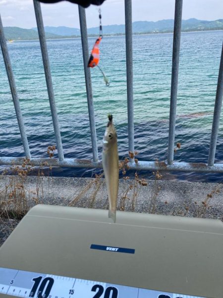 元気で綺麗なキス釣れてます