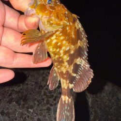 若潮メバリング