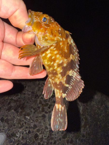 若潮メバリング